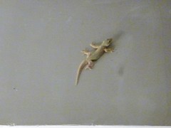 Hemidactylus platyurus