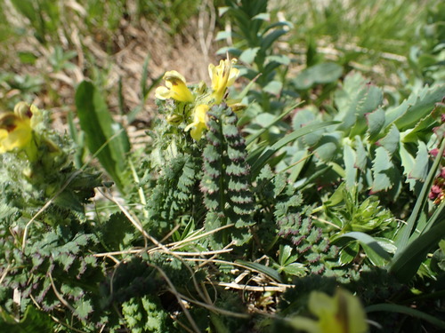 všivec Oederov (Pedicularis oederi)