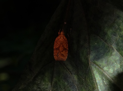Agonopterix robiniella
