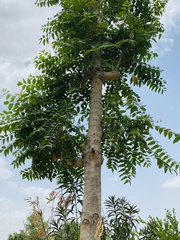Ailanthus excelsa