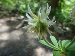 Trifolium montanum