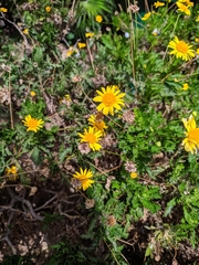 Asteraceae