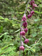 Epipactis atrorubens