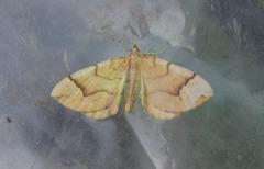 Eulithis mellinata