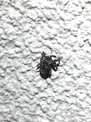 Exithius cariosus