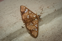 Glyphodes canthusalis