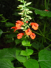 Salvia subrotunda