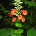 Salvia subrotunda - Photo (c) wilsonpni, algunos derechos reservados (CC BY-NC)