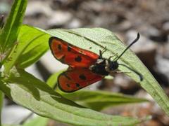 Zygaena hilaris