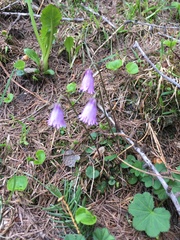 Soldanella pusilla
