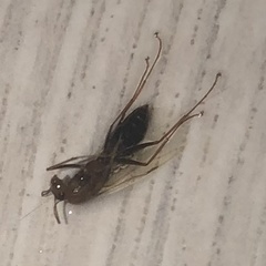Formicidae