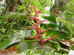 Heliconia subulata
