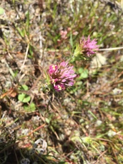 Castilleja densiflora densiflora