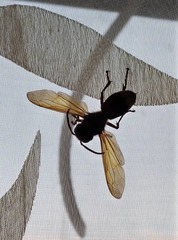 Vespa orientalis