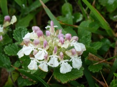 Teucrium pyrenaicum