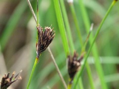 Schoenus nigricans