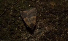 Hydrillodes metisalis