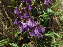 Soldanella carpatica