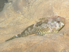 Clinocottus recalvus