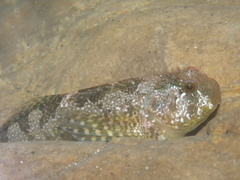 Clinocottus recalvus