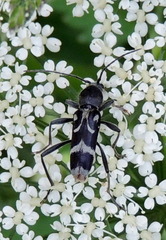 Chlorophorus figuratus