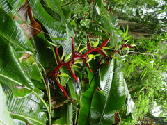 Heliconia subulata