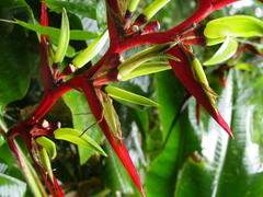 Heliconia subulata