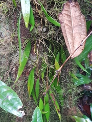 Dendrobium pugioniforme