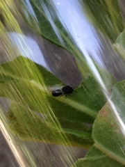 Pseudochalcura gibbosa