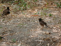 Acridotheres tristis