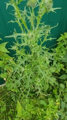 Cirsium vulgare