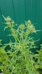 Cirsium vulgare