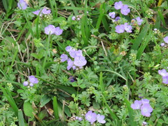Nemophila phacelioides