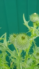 Cirsium vulgare