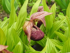 Cypripedium tibeticum