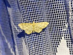 Idaea moniliata