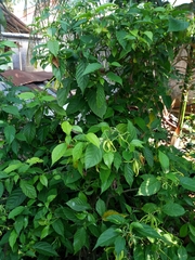 Cananga odorata