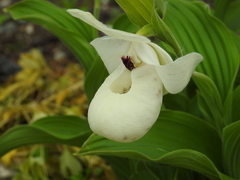 Cypripedium flavum