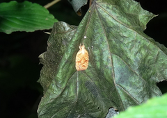 Agonopterix robiniella