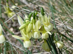 Narcissus triandrus pallidulus