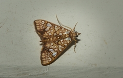 Glyphodes canthusalis
