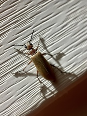 Epicauta ochrea