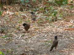 Acridotheres tristis