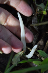 Clavariineae