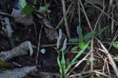 Clavariineae