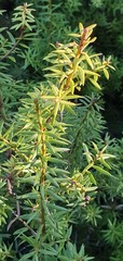 Podocarpus acutifolius