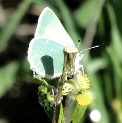 Callophrys viridis