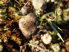 Entoloma crinitum
