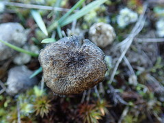 Entoloma crinitum
