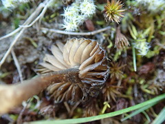 Entoloma crinitum